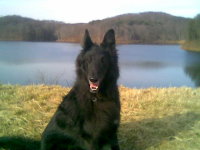 My dog Aero